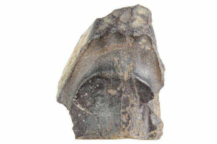Fossil Triceratops Shed Tooth - Wyoming #358276